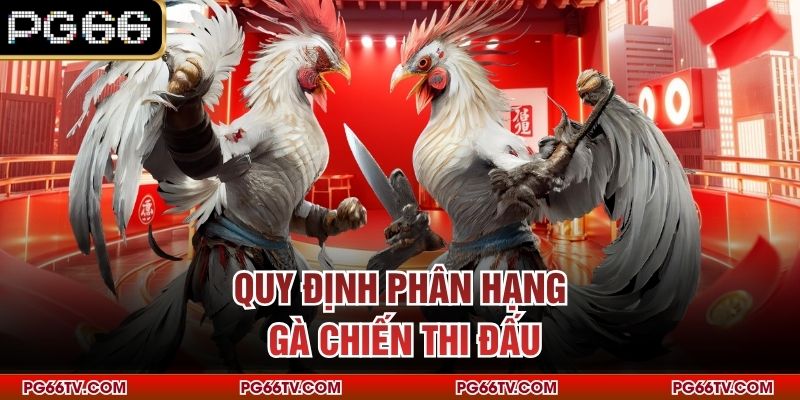 Quy định phân hạng gà chiến thi đấu